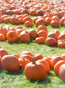 Pumpkins are not just for fall, make squash of all varieties part of your diet all year round! 